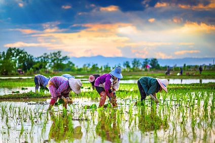 Mujeres en la agricultura: las agentes del cambio en el sistema alimentario mundial